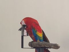 -吉隆坡雀鸟公园