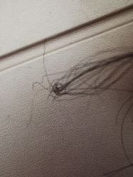 -whair