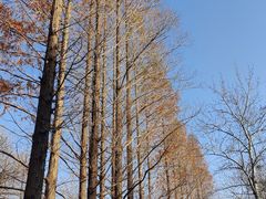 -白水寺森林公园