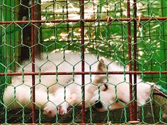 -宫城藏王狐狸村