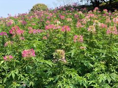 -松山湖梦幻百花洲