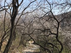 -北京鹫峰国家森林公园