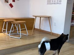 -南京Hallo宠物乐园·哈罗犬舍·柴犬繁育基地