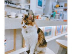 -玫瑰咖啡(中山六路店)