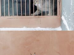 -青藏高原野生动物园
