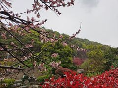 -桃花岭景区