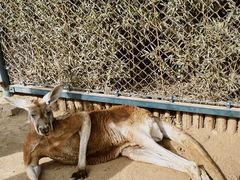 -济南野生动物世界