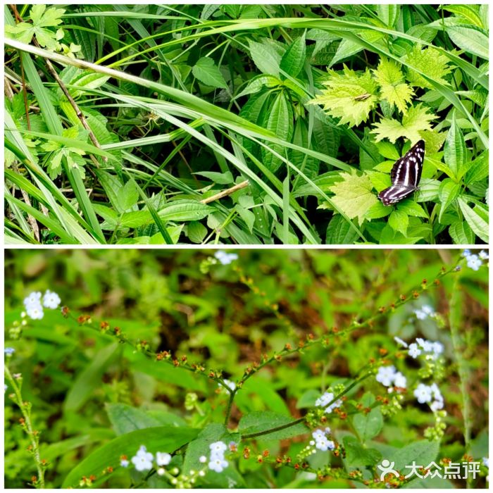 中国大熊猫保护研究中心雅安碧峰峡基地图片