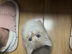 -欣宠猫屋·矮脚拿破仑·蓝金金渐层