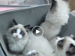 -瑞派名望24h动物医院异宠专科·猫专科·骨科·重症监护分院