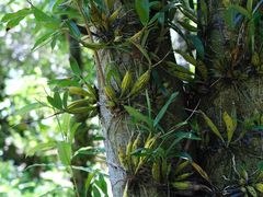 -莫里热带雨林景区