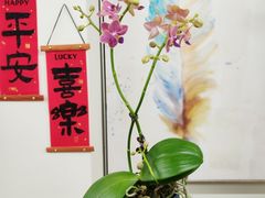 -弗劳尔花艺坊(龙涛店)