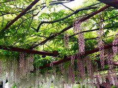 -嘉定紫藤园