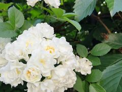 -武清南湖绿博园