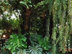 -Fern Forest Cafe