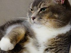 -MOCHA明星猫咖(田子坊店)