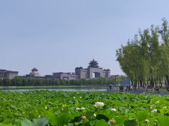 -莲花池公园