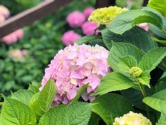 -樂桃源奉贤黄桃种植采摘基地