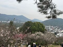 -香雪海