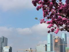 -深圳人才公园
