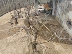 -青藏高原野生动物园