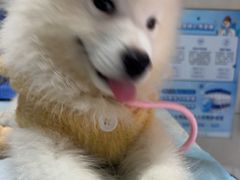 -半岛宠物医院24小时(白果林店)