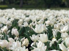 -上海鲜花港