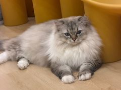-有喵·猫咖·狗咖·30几只猫10只小狗(岗厦店)