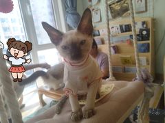 -MOYOYO猫咪咖啡店
