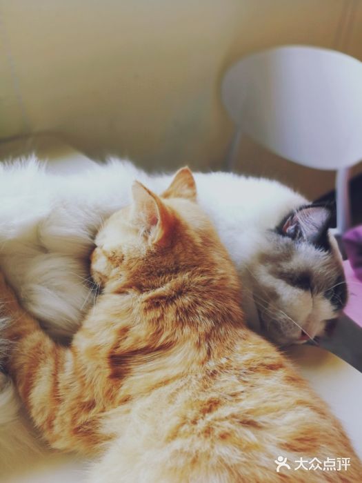 喵匠猫主题咖啡(凯德和平广场店)图片