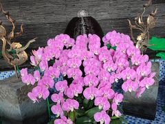 -晶莹品鲜.顺德鱼生.特色桑拿菜