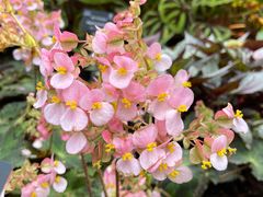 -深圳仙湖植物园