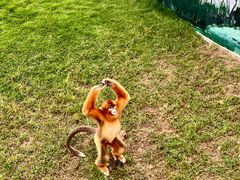 -西霞口神雕山野生动物世界