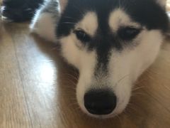 -Husky Go! 哈士奇体验馆·宠物咖啡厅狗咖