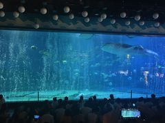 -烟台海昌鲸鲨海洋公园