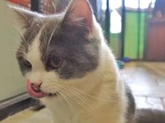 -猫咪博物馆(顶澳仔猫街店)