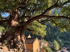 -杨家堂村