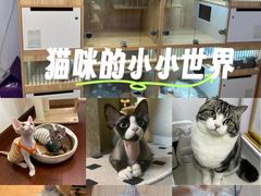 -山宅一喵德文卷毛猫舍