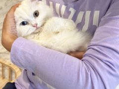 -楼上猫咖(罗湖店)