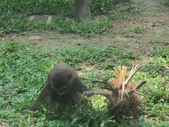 -深圳野生动物园