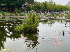 -莲花池公园