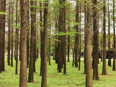 -蜀冈西峰生态公园