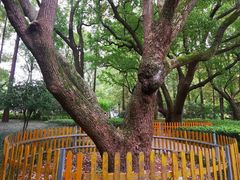 -徐家汇源景区-衡山公园