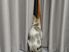 -宠物星动物医院·眼科·异宠·猫科(江南大道总院)