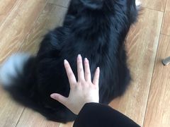 -乐派堂宠物医院·猫友好· 心脏科(东街店)