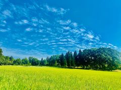 -鲤鱼洲酒店港鲤咖啡厅