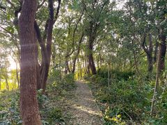 -上海佘山国家森林公园天马山园