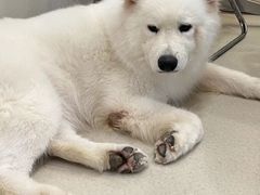 -共舞时光猫咖·狗咖(新街口店)