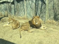 -北京野生动物园