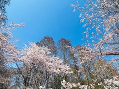 -上海共青森林公园